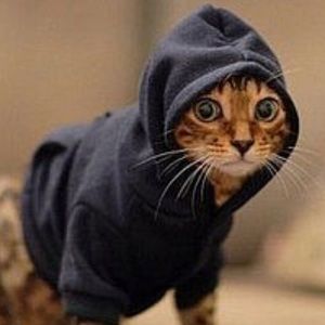 Pet Hoodie
